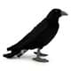 Bild von Rabe PREMIUM Plüschtier Krähe Vogel schwarz Dekotier BLAKE 