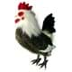 Bild von Hahn PREMIUM Plüschtier Huhn Vogel Dekotier 44 cm hoch MOMMFRED