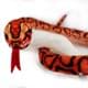 Bild von Regenbogen Boa Kuscheltier Schlange Würgeschlange 150 cm Plüschschlange Plüschtier NESAYA