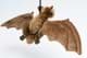 Bild von Fledermaus Plüschtier 41 cm LEBENSGROß Bechsteinfledermaus Kuscheltier SAMIRA