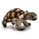 Bild von Schildkröte Landschildkröte Plüschtier Kuscheltier Plüschschildkröte DAPHNE