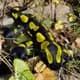 Bild von Feuersalamander Kuscheltier Lurch schwarz gelb Molch Amphibie Plüschtier LOUIS 