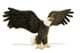 Bild von Adler PREMIUM Plüschtier Seeadler Vogel braun weiß Dekotier ARNE