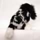 Bild von Kuscheltier Cocker Spaniel schwarz-weiß - King Charles Setter Hund DANDY