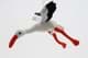 Bild von Storch Kuscheltier Vogel Klapperstorch Weißstorch 26 cm fliegend Plüschtier FLAPS 
