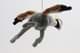 Bild von Kronenkranich Kuscheltier Vogel Wildvogel Kranich Reiher fliegend 27 cm ARTUR 