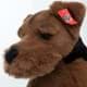 Bild von Airedale Terrier WINTA liegend 50 cm Plüschtier Hund
