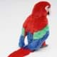 Bild von Papagei Kuscheltier rot Ara Plüschtier 25 cm hoch * KIKKI 