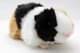Bild von Meerschweinchen Kuscheltier schwarz weiß braun Plüschtier * CANDY
