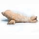 Bild von XXL Seehund Kuscheltier Seelöwe 70 cm Plüsch Robbe FINNY