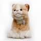 Bild von Katze Kuscheltier beige 17 cm Kitten Plüschtier Kätzchen * AMBRA