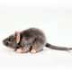 Bild von Maus Kuscheltier Ratte grau 25 cm Plüschtier * MAUSI
