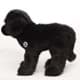 Bild von Neufundländer Kuscheltier Hund schwarz Schlenkertier Plüschhund CORA 