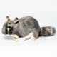 Bild von Chinchilla Kuscheltier grau 28 cm Plüschtier Wollmaus * SHILA