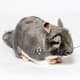 Bild von Chinchilla Kuscheltier grau 28 cm Plüschtier Wollmaus * SHILA