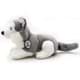 Bild von Husky IOWA Schlittenhund liegend grau-weiß mit blauen Augen Kuscheltier 