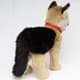 Bild von Schäferhund Kuscheltier Hund stehend mit Halsband Plüschtier DONA 