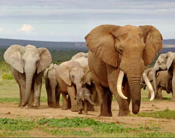 Kühlschrankmagnet Kinderzimmer Tier Elefant Krakowski Afrika Steppe Dämmerung 