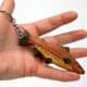 Bild von Forelle Lachs Fisch Schlüsselanhänger Taschenanhänger aus Holz 