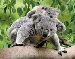 Bild von Koala mit Baby 3D Magnet / Kühlschrankmagnet 