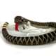 Bild von Klapperschlange MARNO Schlange mit Rassel Plüschschlange Plüschtier
