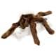 Bild von Spinne Kuscheltier braun Trichternetzspinne Tarantel Plüschtier VIGGO