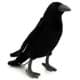 Bild von Rabe PREMIUM Plüschtier Krähe Vogel schwarz Dekotier BLAKE 