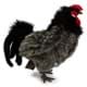 Bild von schwarzer Hahn PREMIUM Plüschtier Augsburger Huhn Vogel Dekotier ALMUT