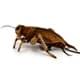 Bild von Grille PREMIUM Insekten Langflügelschrecken braun Plüschtier Dekotier GRACIANO