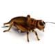 Bild von Grille PREMIUM Insekten Langflügelschrecken braun Plüschtier Dekotier GRACIANO