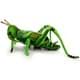 Bild von Grashüpfer PREMIUM Insekten Heuschrecke Heupferdchen grün Plüschtier Dekotier HORTI